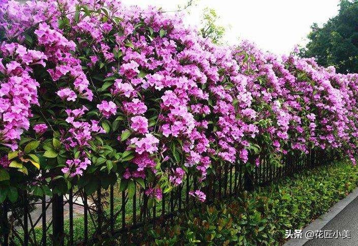 爬藤植物100种,5种爬藤花适合在院子里种植