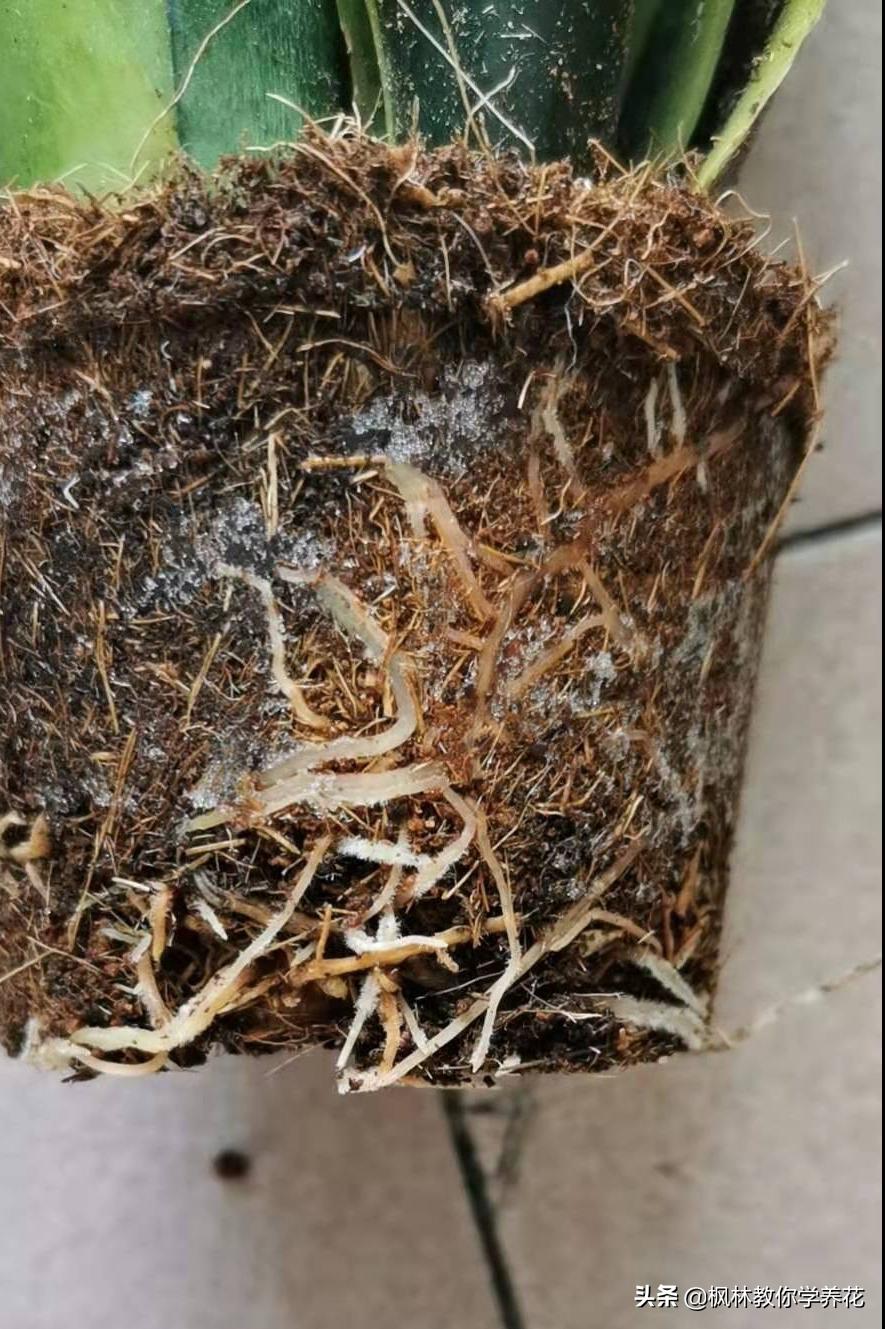 网购花木风险怎么样,网购花注意什么