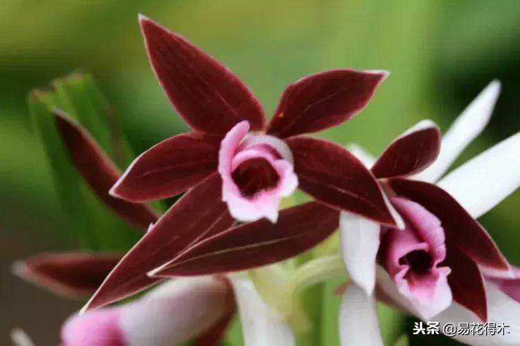 鹤顶兰讲解,鹤顶兰用什么土栽培最好