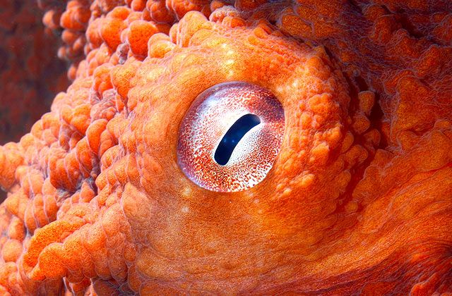 人的眼睛在动物界的水平,人的视力在动物界排名