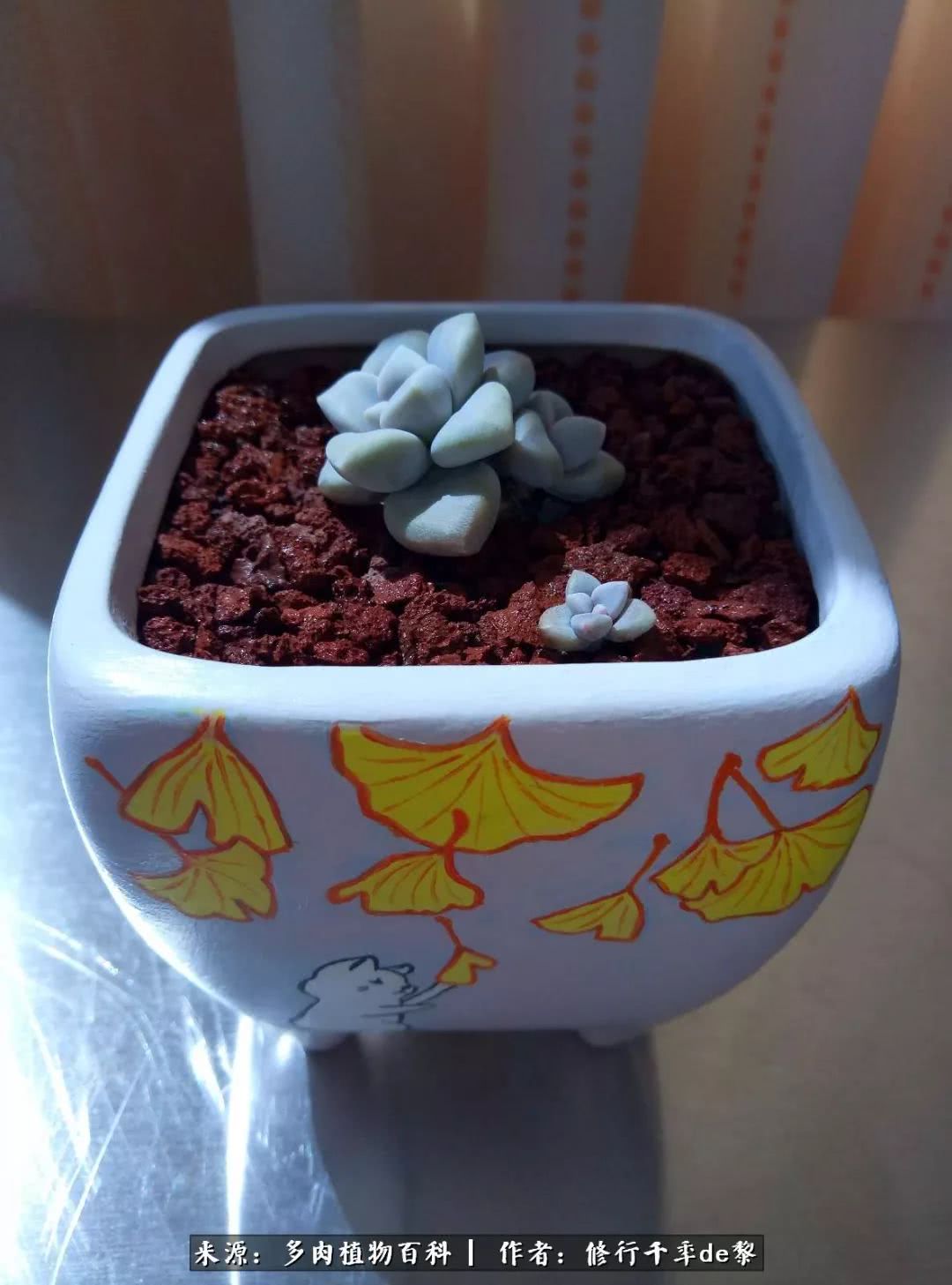 鱼和熊掌不可兼得自由和爱情,鱼和熊掌不可兼得胖和丑如影随形