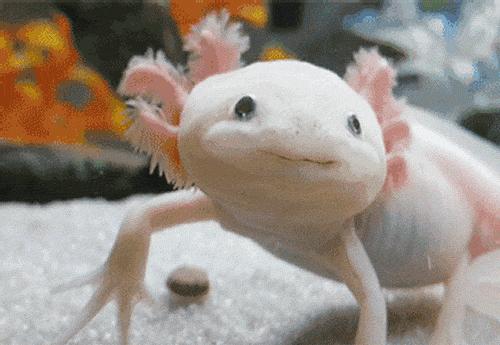 六角恐龙一摸它就暴躁,六角恐龙打架脚发白