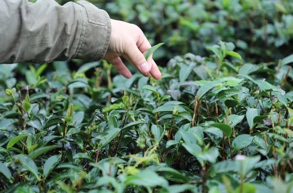 真正的台湾茶,最火的台湾茶