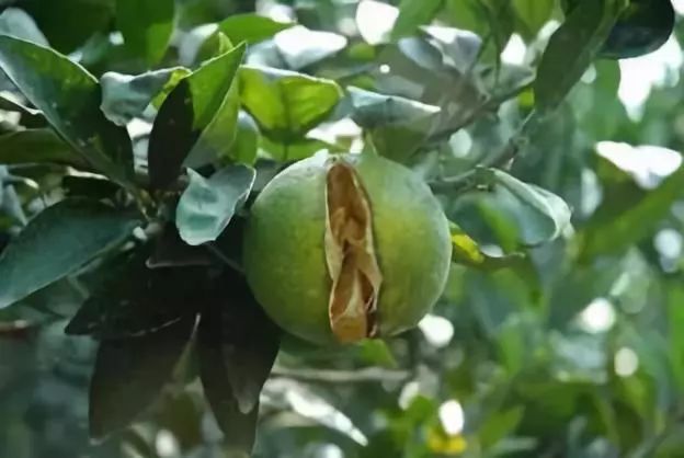 赤霉素在柑桔上有什么作用,柑橘农药100个基础知识