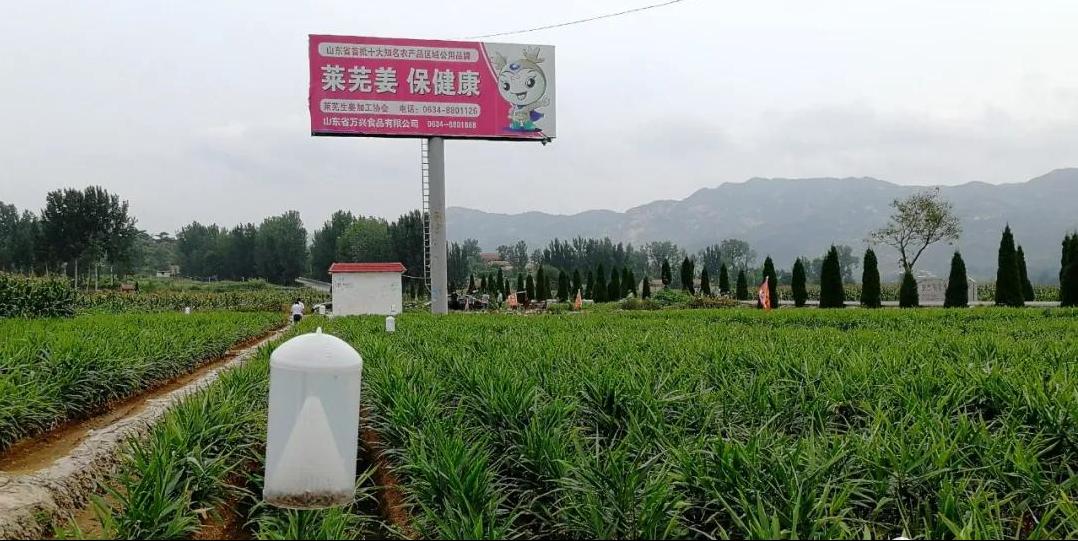 生姜全程病虫害解决方案,生姜苗后地下害虫用什么农药