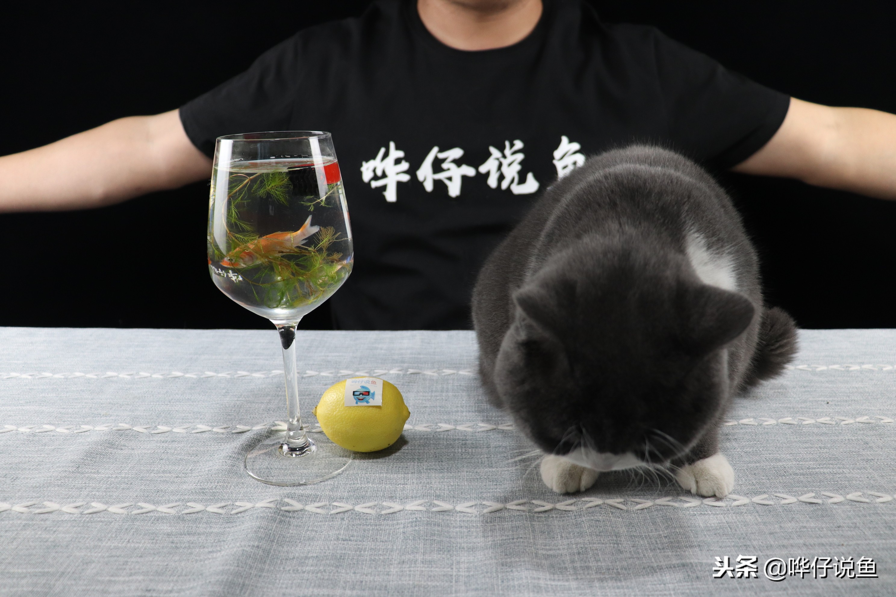 鱼缸如何快速培养硝化细菌,鱼缸快速培养硝化细菌的条件