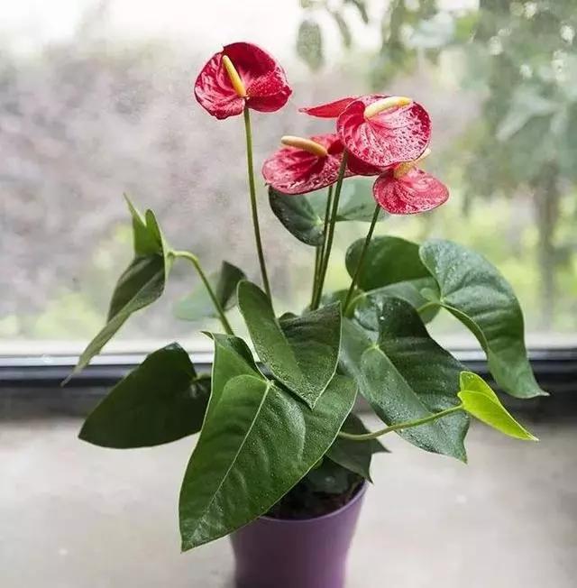 过年家里摆什么植物好,家里过年要摆几样水果