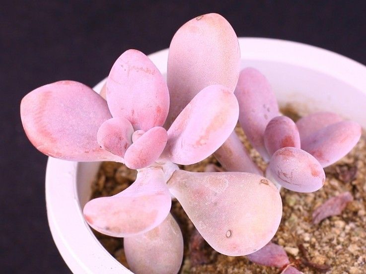 夏季桃蛋如何度夏,多肉桃蛋徒长了怎么办