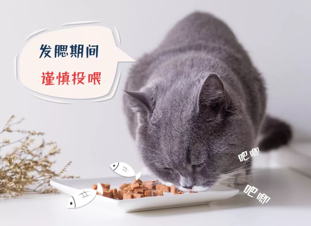 猫鼓腮的正确方法,猫发腮最正确的方法