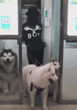 大叔刷百万礼物,大叔刷100万见网红