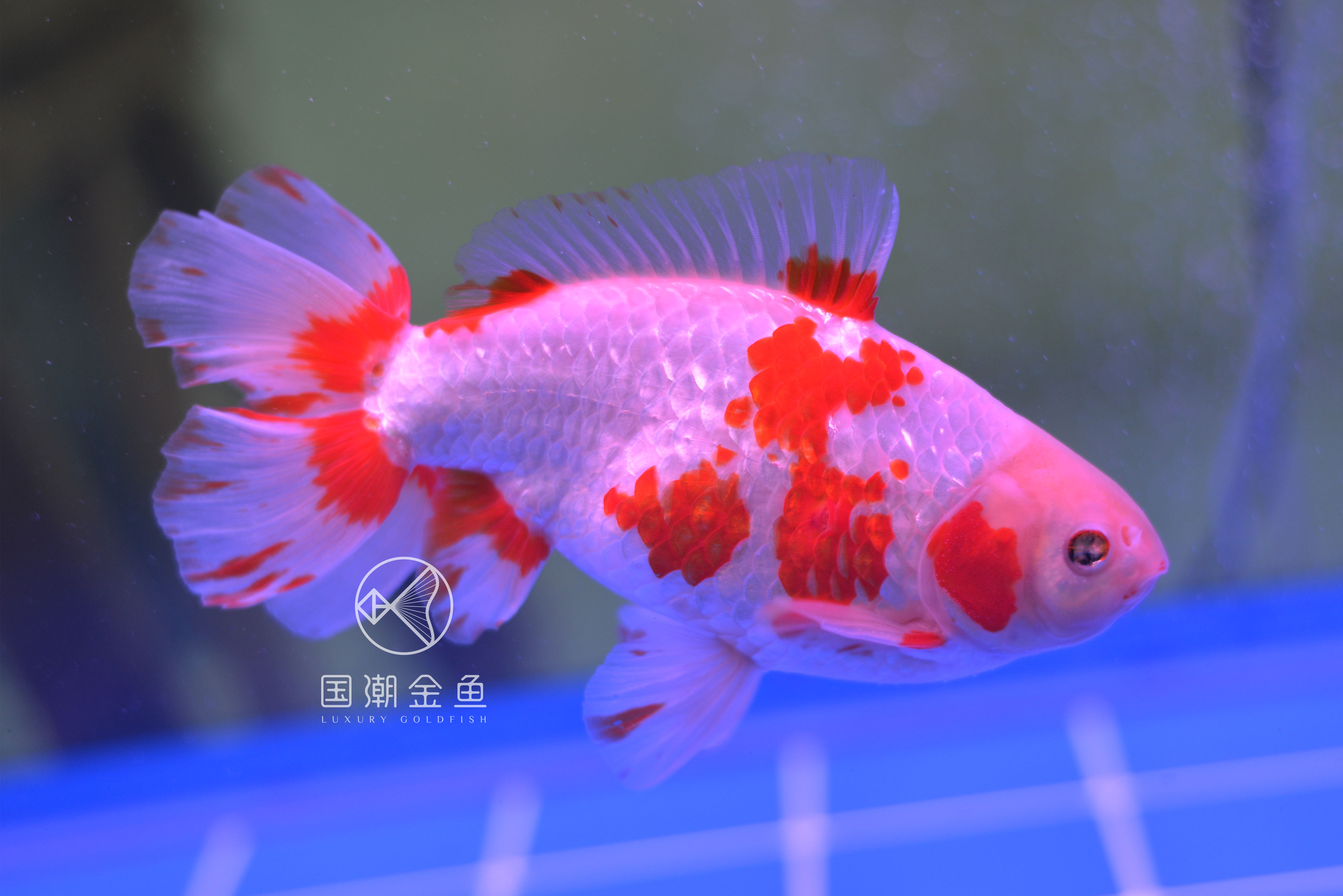 金鱼得了失衡病怎么办,金鱼鱼鳔失调怎么治