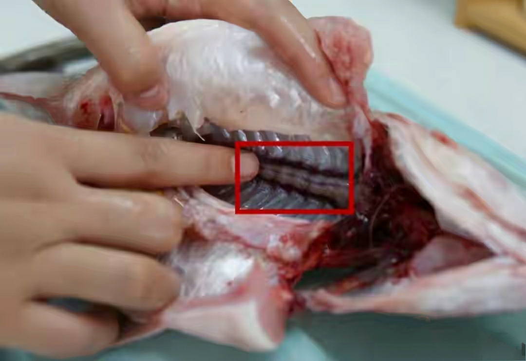 生姜煮鱼的正确方法,清炖鱼不放姜怎么做