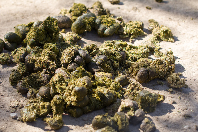 牛拉屎一粒一粒的？可能是百叶干