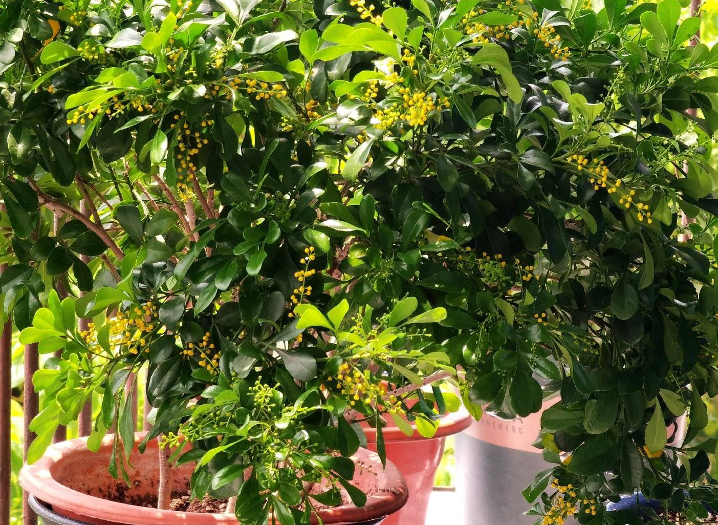 米兰花的四季养护方法和注意事项,米兰花冬天怎么养护和浇水方法