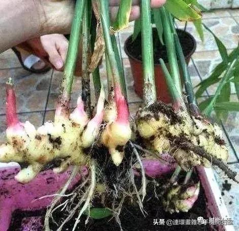 盆栽生姜多少天长出枝叶,盆栽生姜如何养殖好看图片