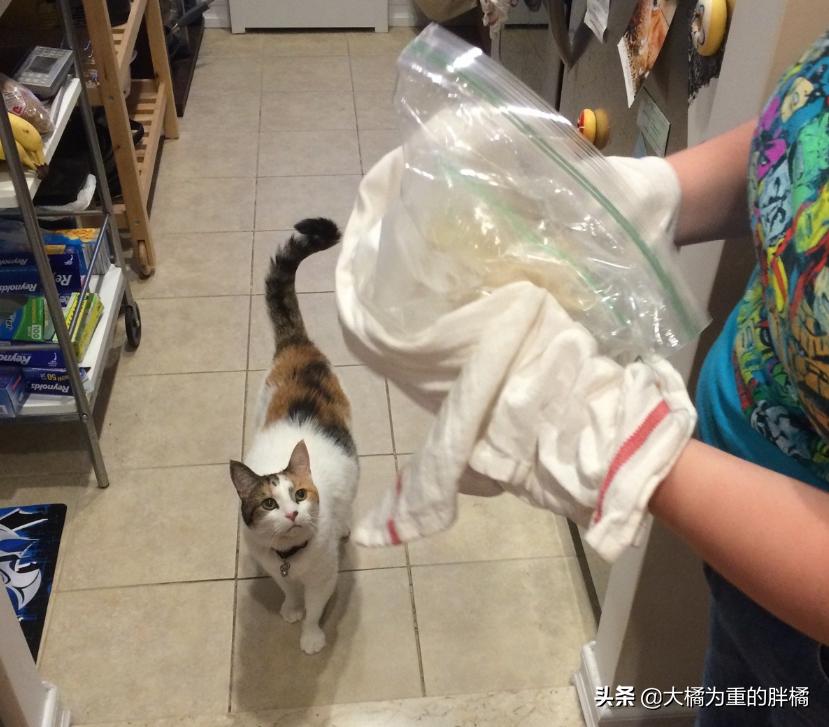 猫咪什么表现是中暑,猫咪轻微中暑怎么救