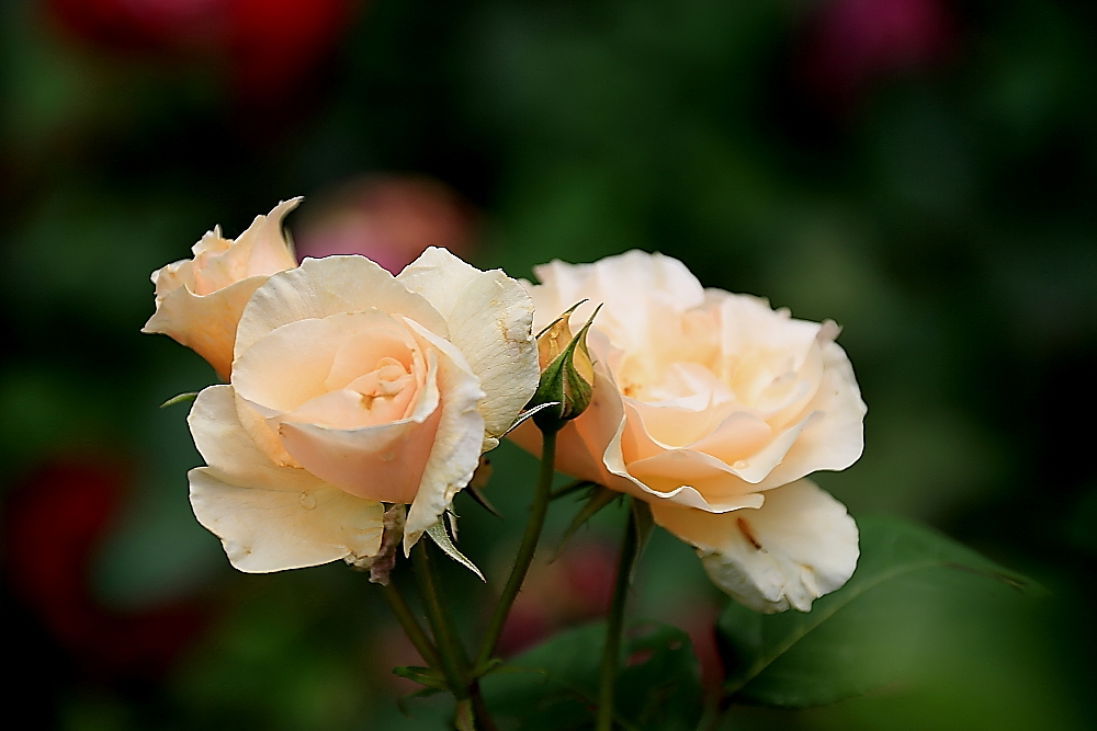 五月赏月季；青山吹奏《茉莉花》D调半音阶口琴演奏