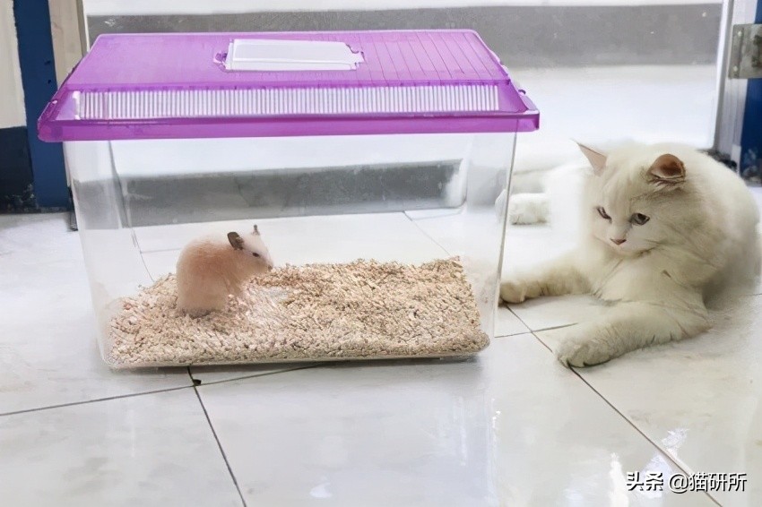能不能养宠物鼠狗兔猫,能不能养宠物鼠猫狗呢