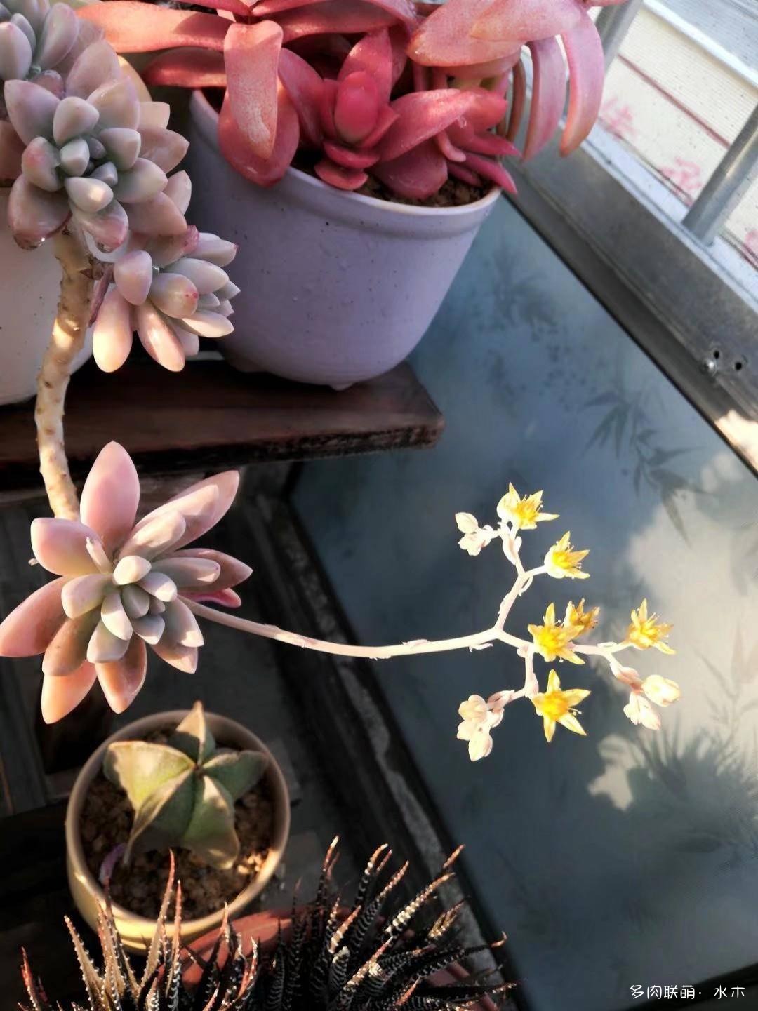 这才是多肉夏天该有的样子,多肉短期内颜值最高的时刻