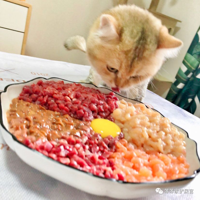 自制猫粮为什么软便,猫咪吃猫粮好还是自制的好