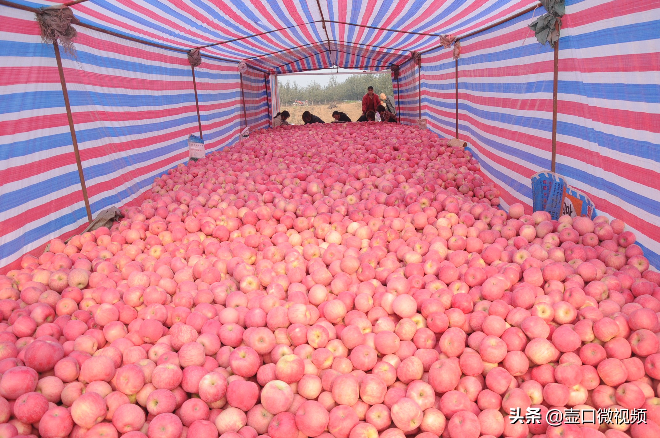 吉县苹果行情怎么样,吉县苹果现在出库价钱