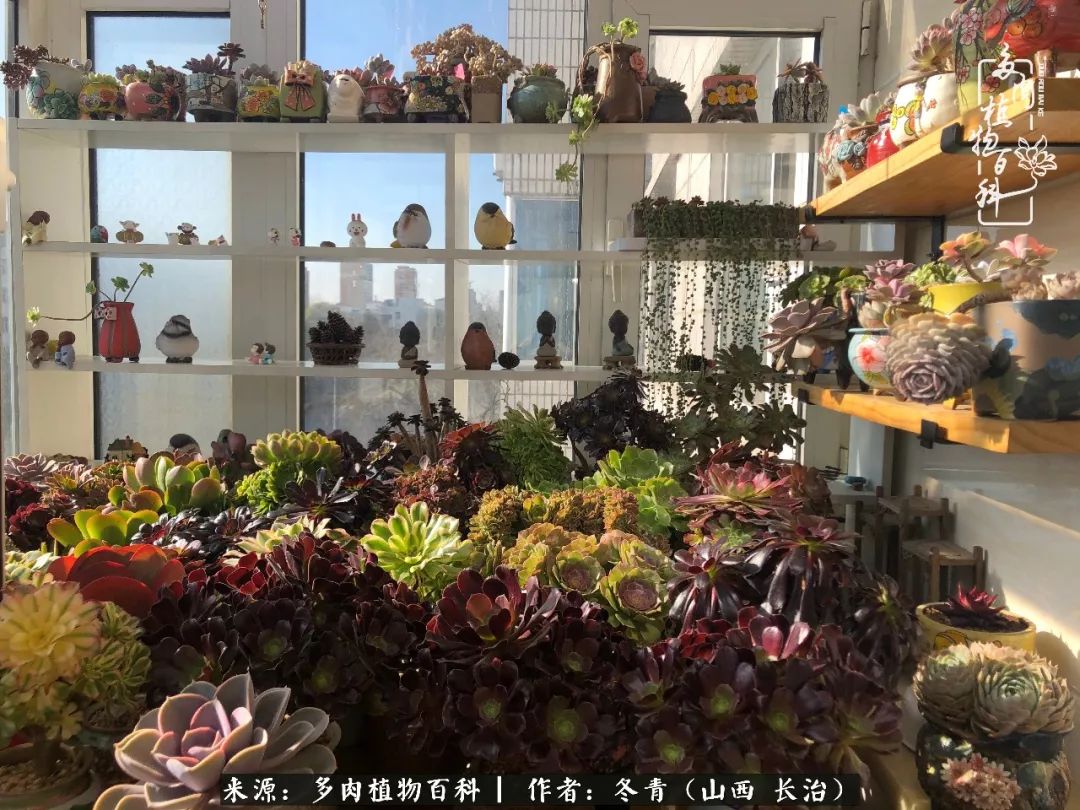 阳台养多肉徒长怎么办,阳台养多肉养殖方法和注意事项