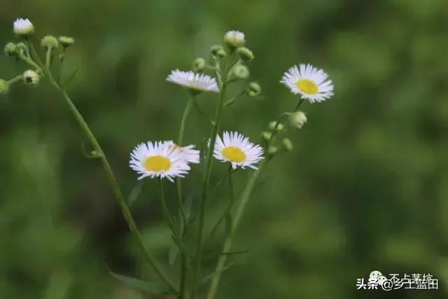 蓝田靳洪涛图文：蓝田葫芦岔一个值得去的地方