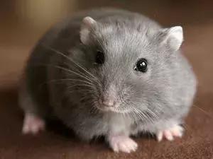 坎贝尔仓鼠和加卡利亚仓鼠,仓鼠生育的小仓鼠种类