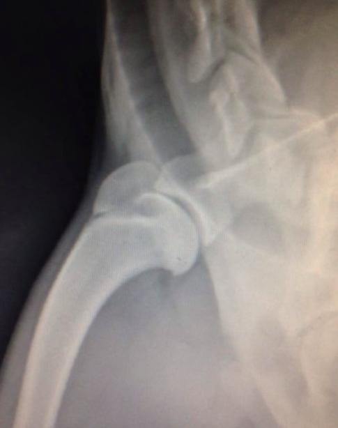 软骨病站立不起来怎么回事,小狗狗髋关节有问题不会站立