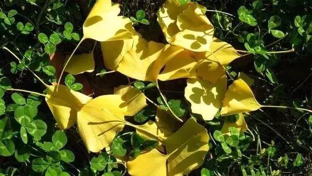 汉台半日游,汉台区一日游