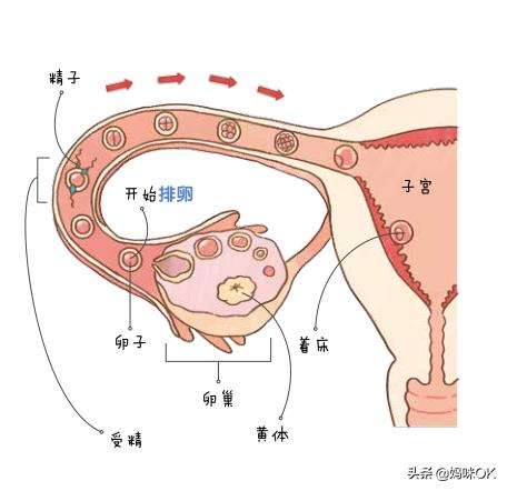 小孩的性教育该怎么进行,关于孩子的性教育