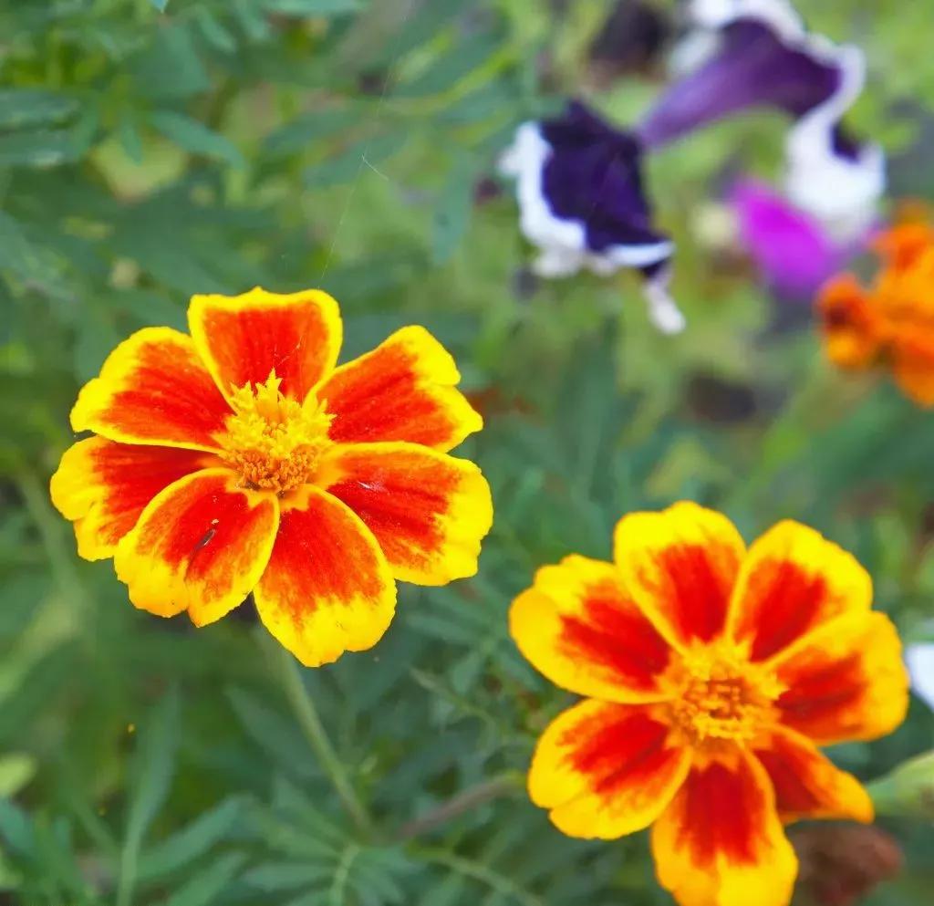 每日植物,每日绿植