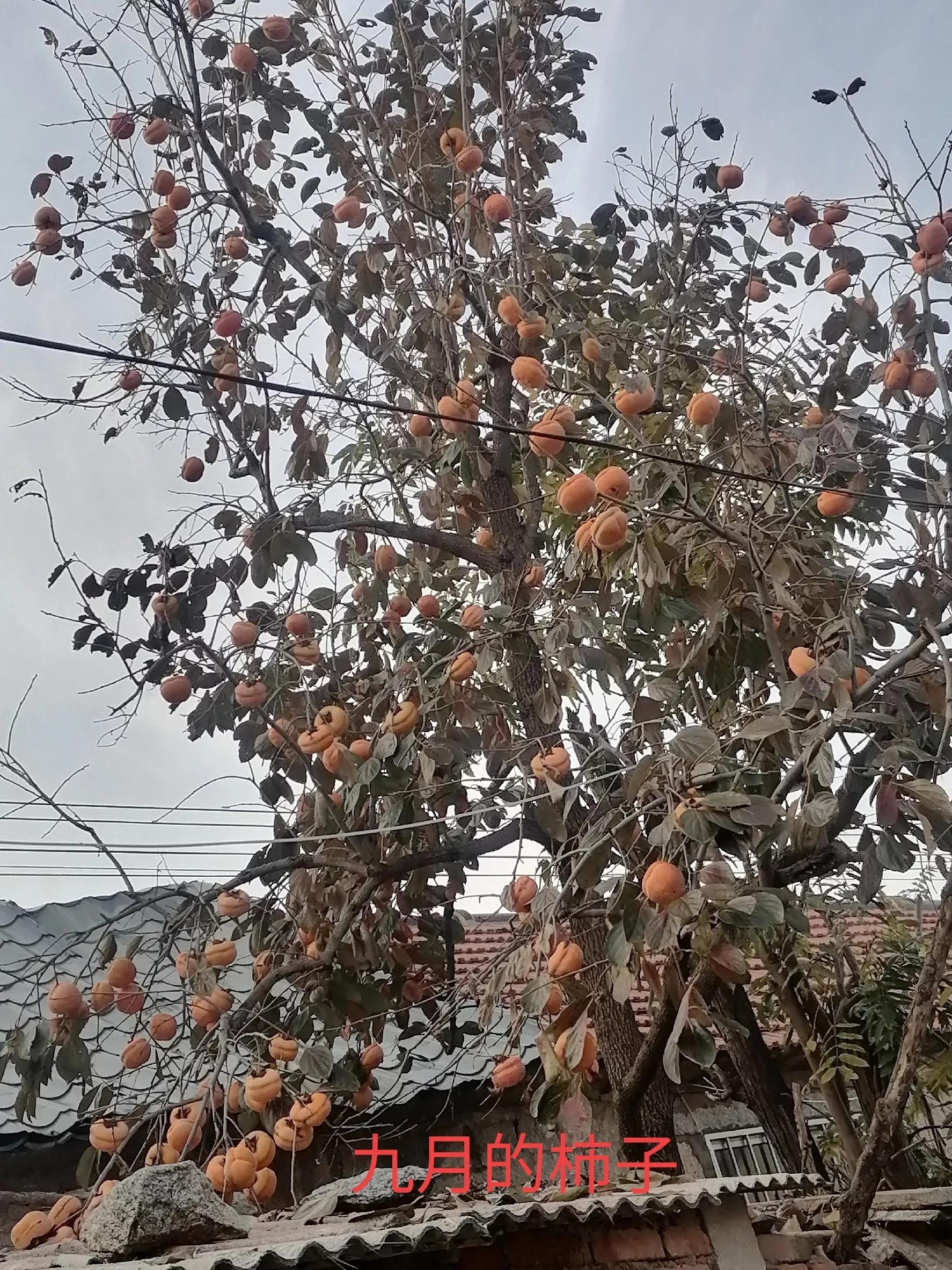 中国柿子之乡,柿子之乡的柿文化