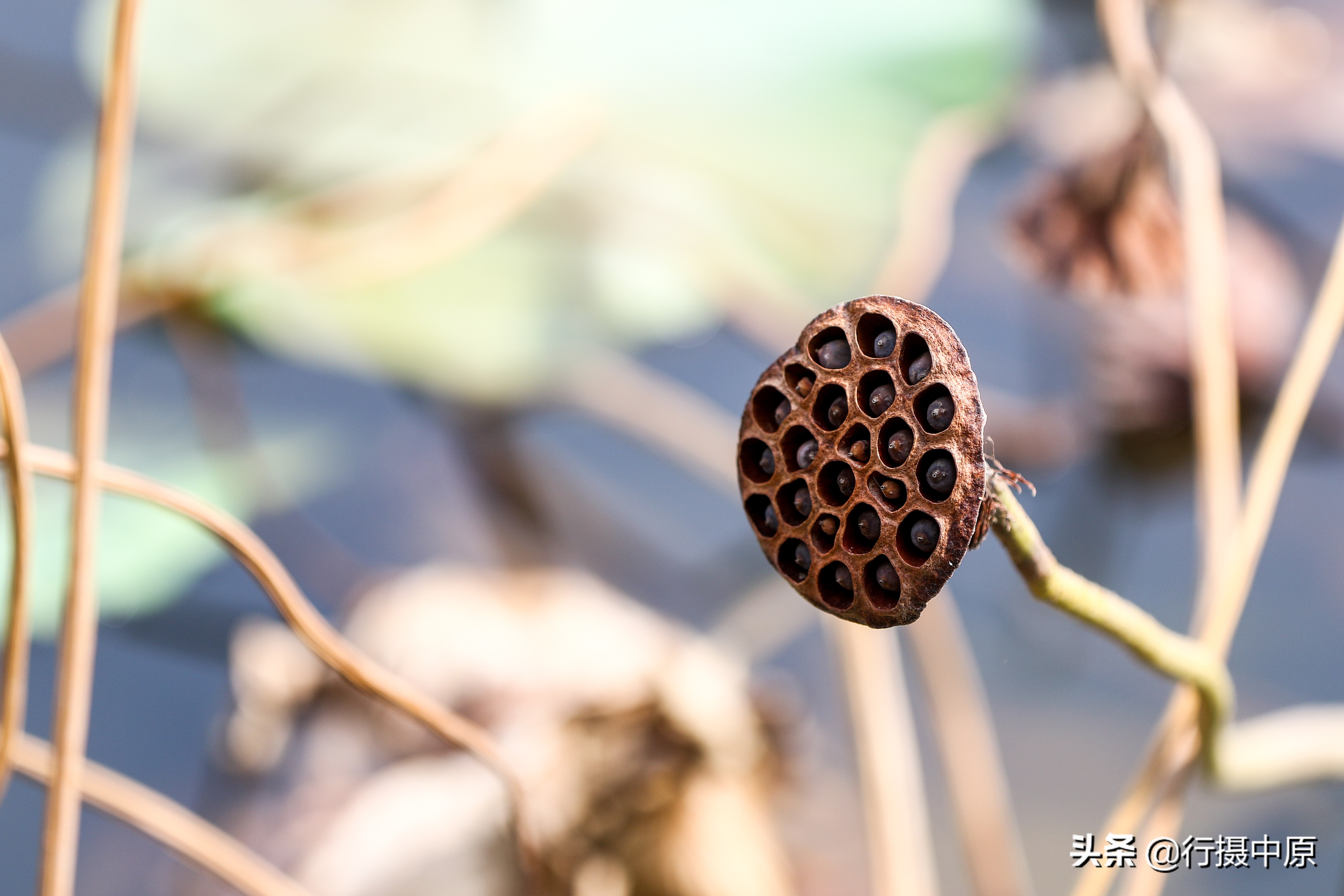 荷花“泡水”后会咋样？这场景，你可能没见过
