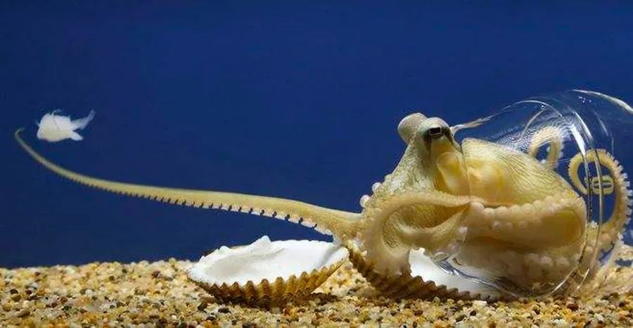 儿童画教程｜综合思维画--了不起的小章鱼