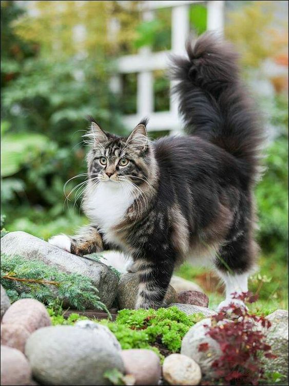 不常见猫咪种类大全及价格,五种最好看的猫咪品种