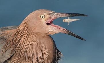 伊朗的深度解析,关于伊朗的趣闻