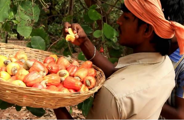 腰果原来的果是怎样的,腰果的原始形态