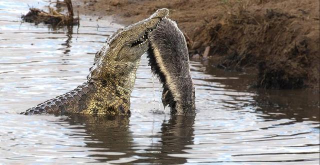 平头哥天敌蜜獾是什么,平头哥蜜獾的4大天敌