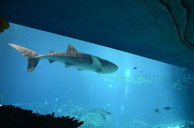 珠海长隆海洋王国游玩1天攻略,珠海长隆海洋王国1天游玩攻略