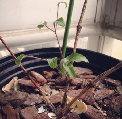 怎么防止植物被晒伤,植物晒伤用什么药