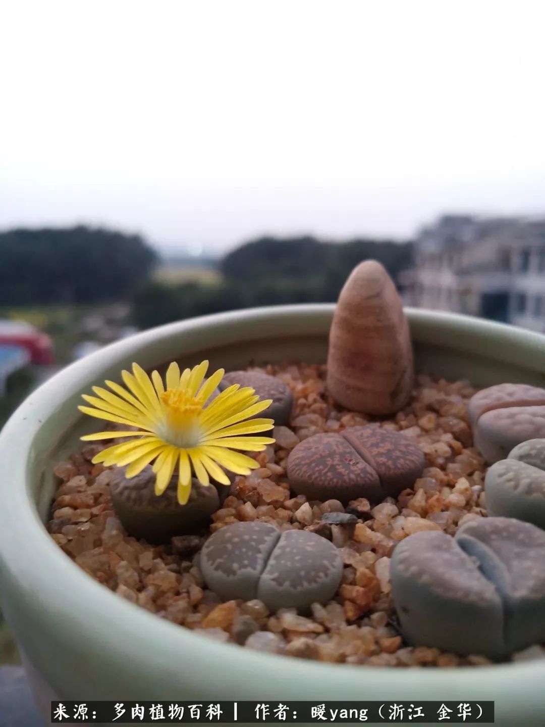 养多肉是业余的纯粹是爱好,每晚7点教您快速入门养多肉