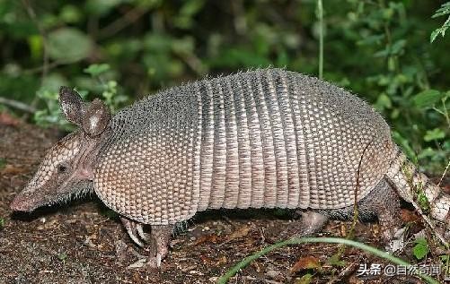 亚马逊有多少动植物,亚马逊盘点