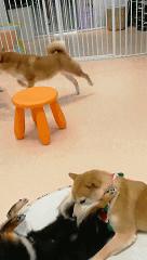 在三里屯体验网红狗咖｜求治愈遭狗子冷淡回应，顾客寥寥无几，我花89元看狗打架1小时