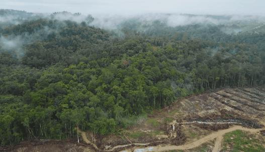 海象跌落山崖图片,海象坠崖北极熊吃海象