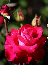 玫瑰花简介视频,玫瑰花简介外表