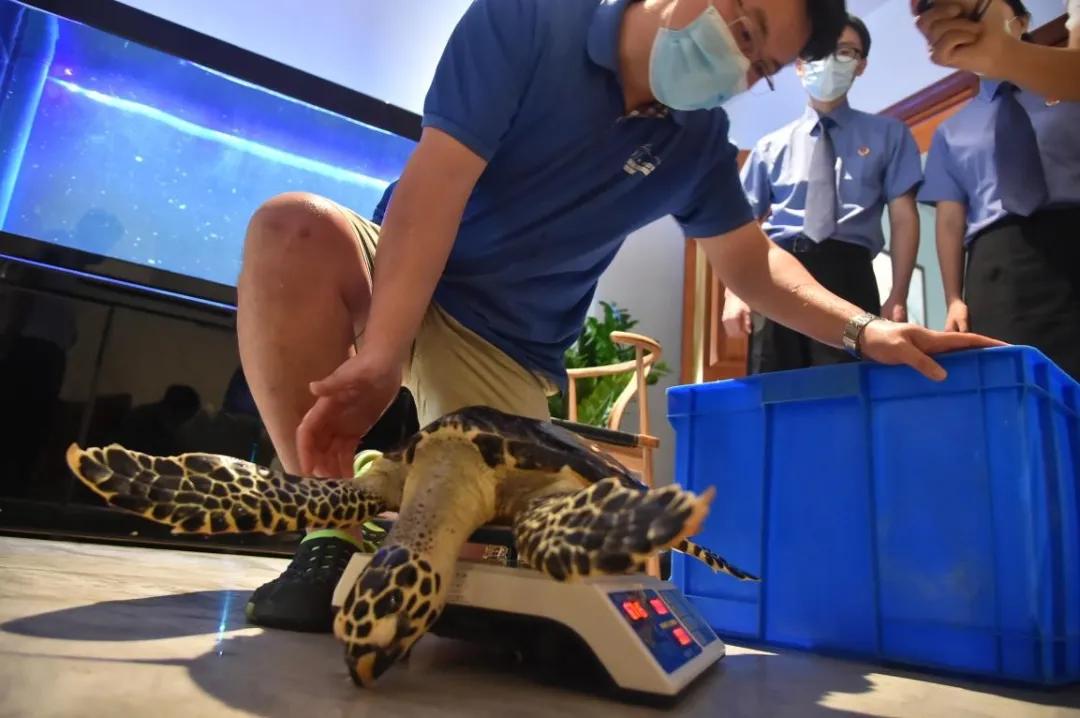 紧急救援！“被拐”极危物种玳瑁“落户”北京