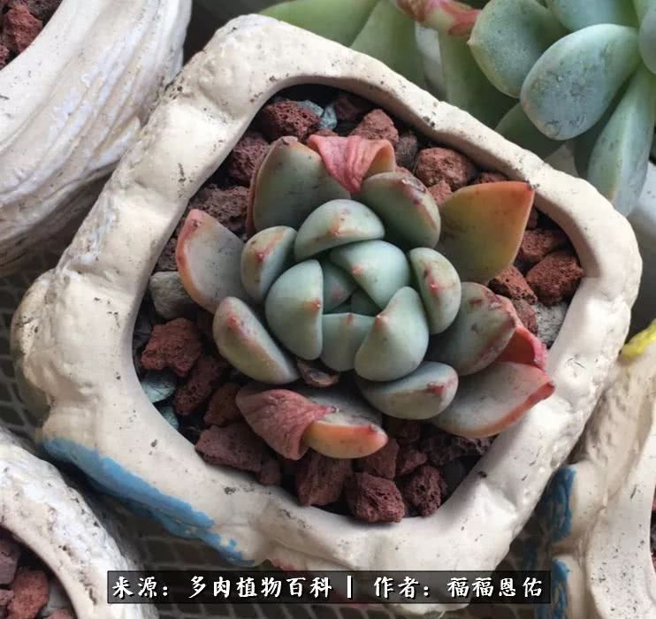 买买买，千里迢迢来相见，新的多肉成员来啦！