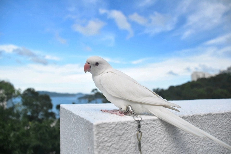 亚历山大鹦鹉和月轮鹦鹉区别,亚历山大鹦鹉和月轮鹦鹉养哪个好