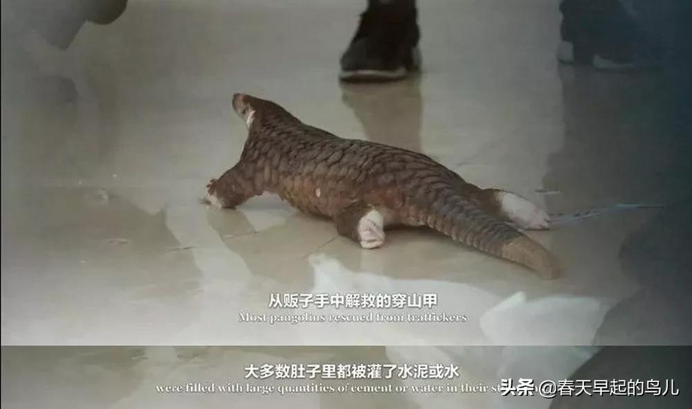 穿山甲报应,报应啊